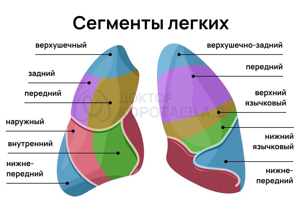 Так выглядит деление легких на сегменты 