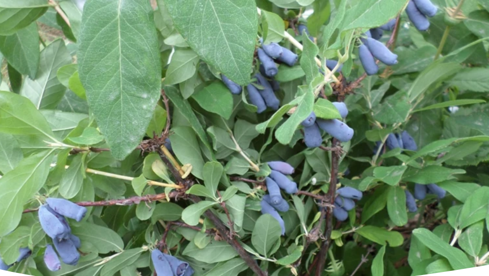 Как получить щедрый урожай жимолости: простые правила выращивания