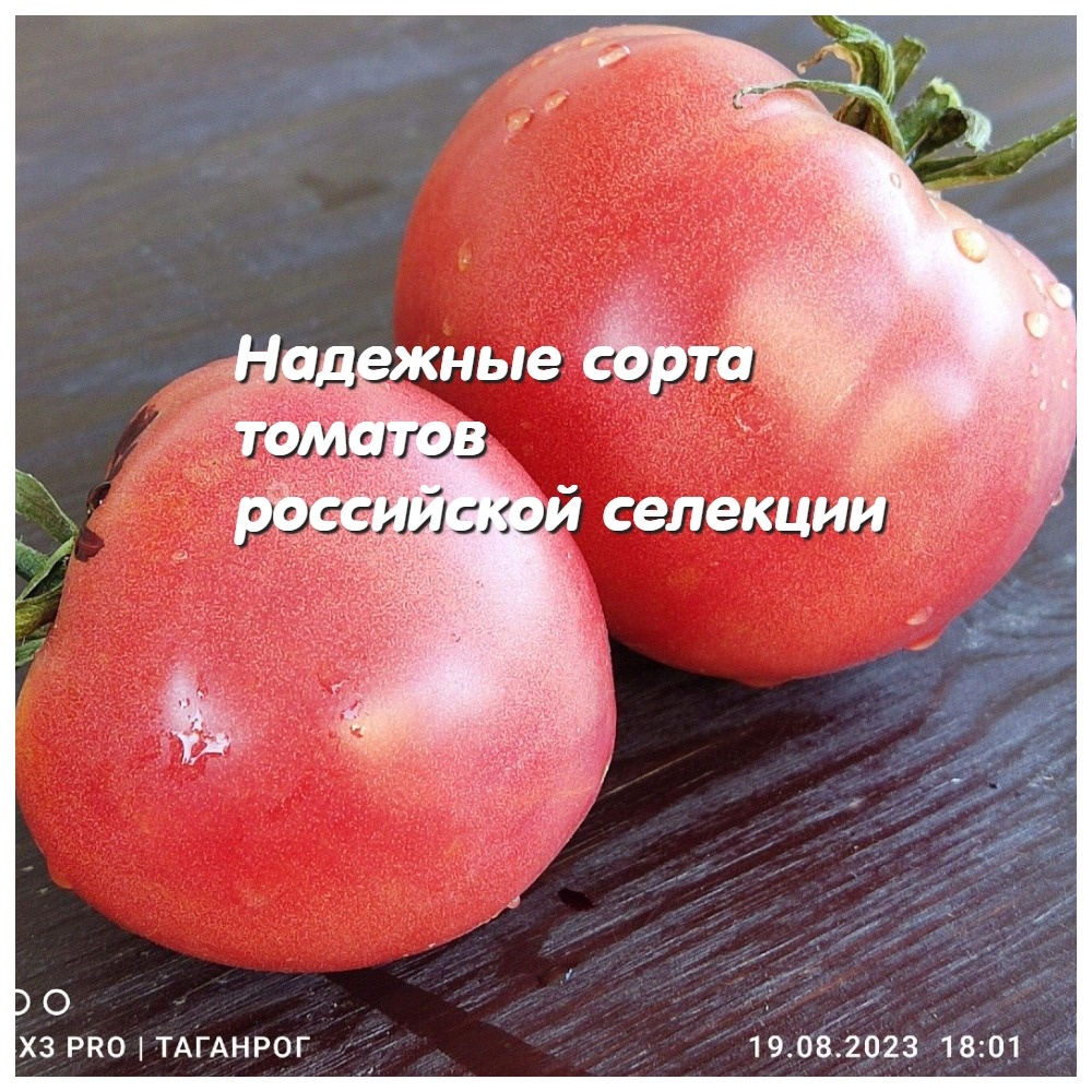 Сорта томатов российской селекции никогда не оставят без урожая