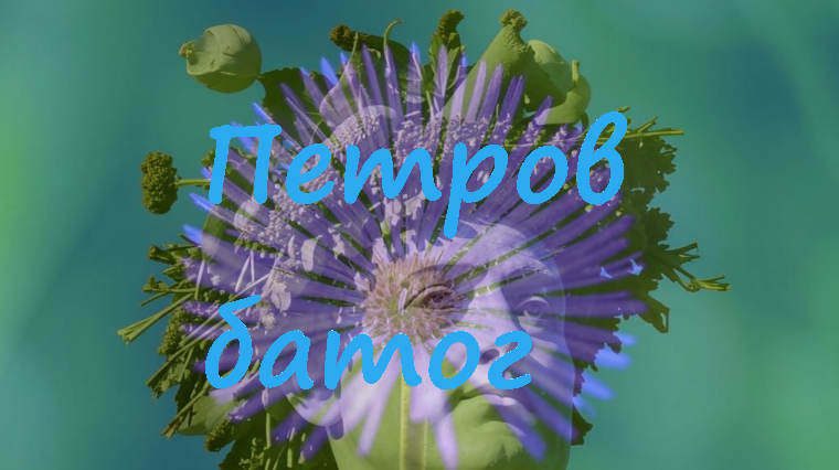 Народные названия цикория: придорожная трава, синий цветок, петров батог, щербак.