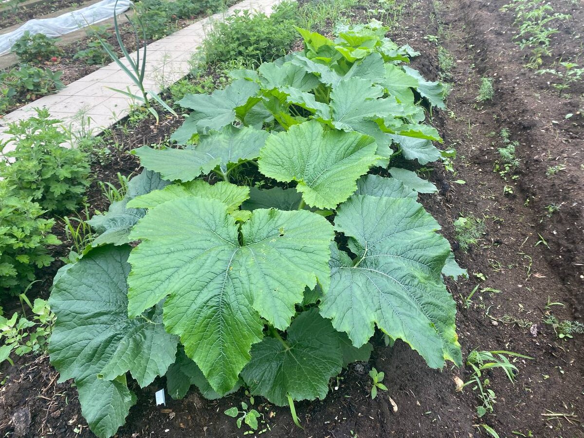 Кабачки занимают свое почетное место на подготовленном месте