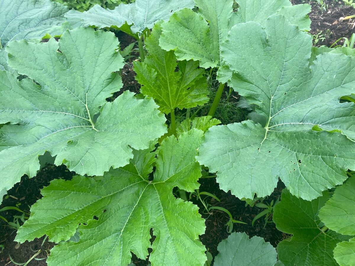 Листва от обоих настоях крупная и радует сочностью