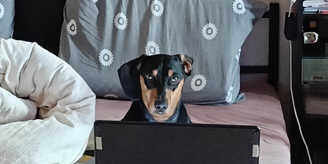 Лучшая дачная коллекция таксы Рокки.