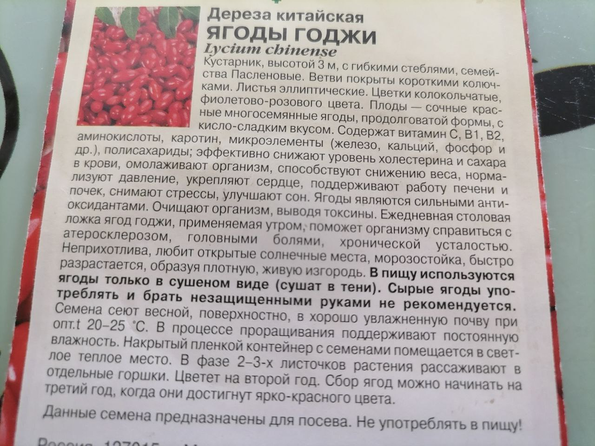 Ягоды годжи легко вырастить из семян даже в Сибири | уДачный проект | Дзен