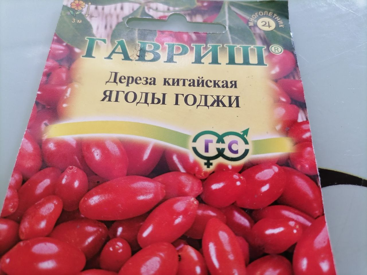 Ягоды годжи легко вырастить из семян даже в Сибири | уДачный проект | Дзен