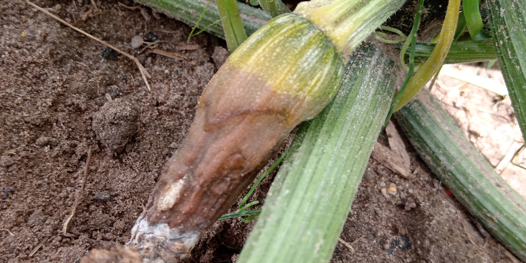 Поливаю кабачки этим раствором, чтобы плоды не гнили