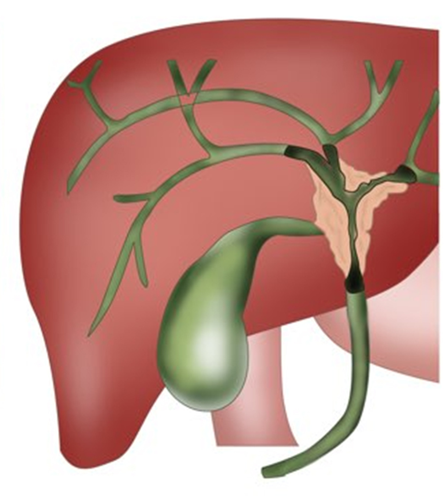 Изображение получено из свободного доступа