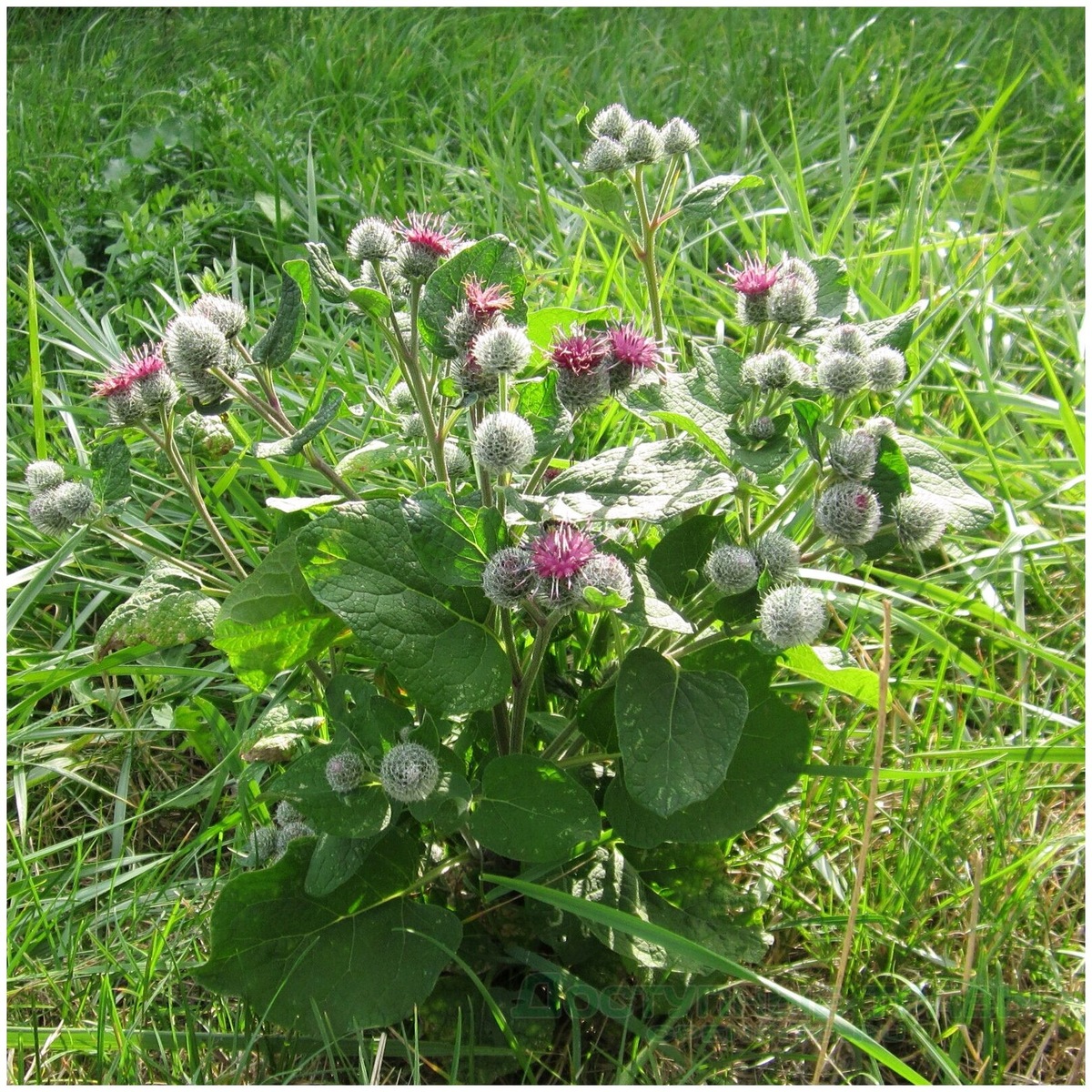 Вот такой букет. Фото взято из открытых источников.