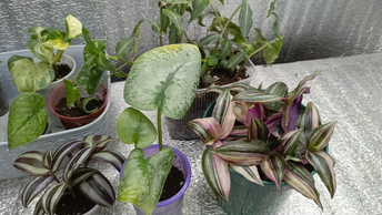 Комнатные растения| Посадила, укоренила