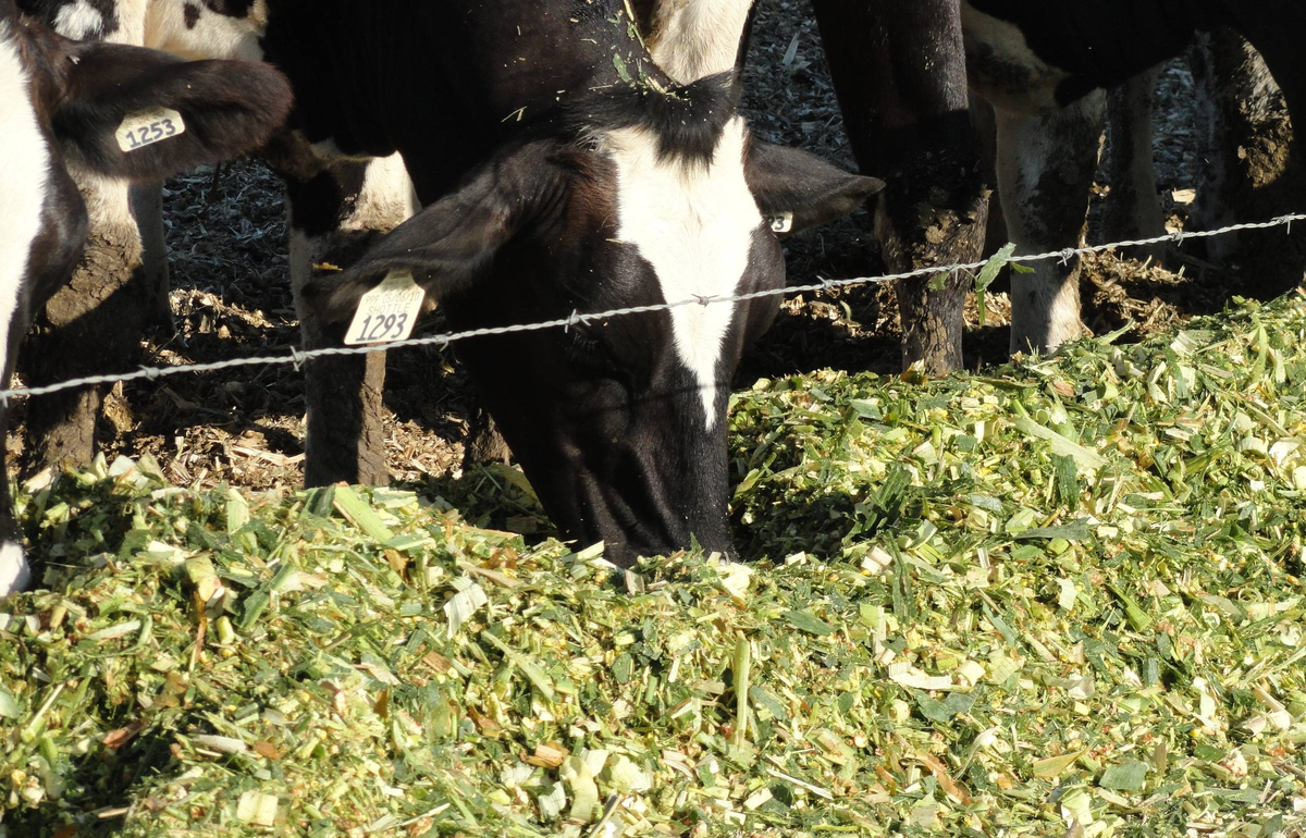 Можно ли давать коровам огурцы. Можно ли давать коровам огурцы. Коровы едят силос. Кормовая свекла для скотины. Кукурузный силос для коров.