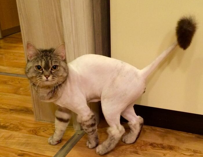 Бритая кошка — больная кошка. Почему питомца нельзя стричь даже в самую лютую жару?