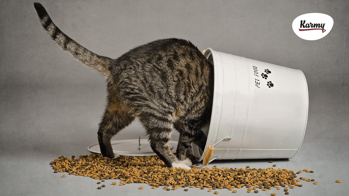 Авторское изображение с использованием картинки с сайта everland-petfood.com