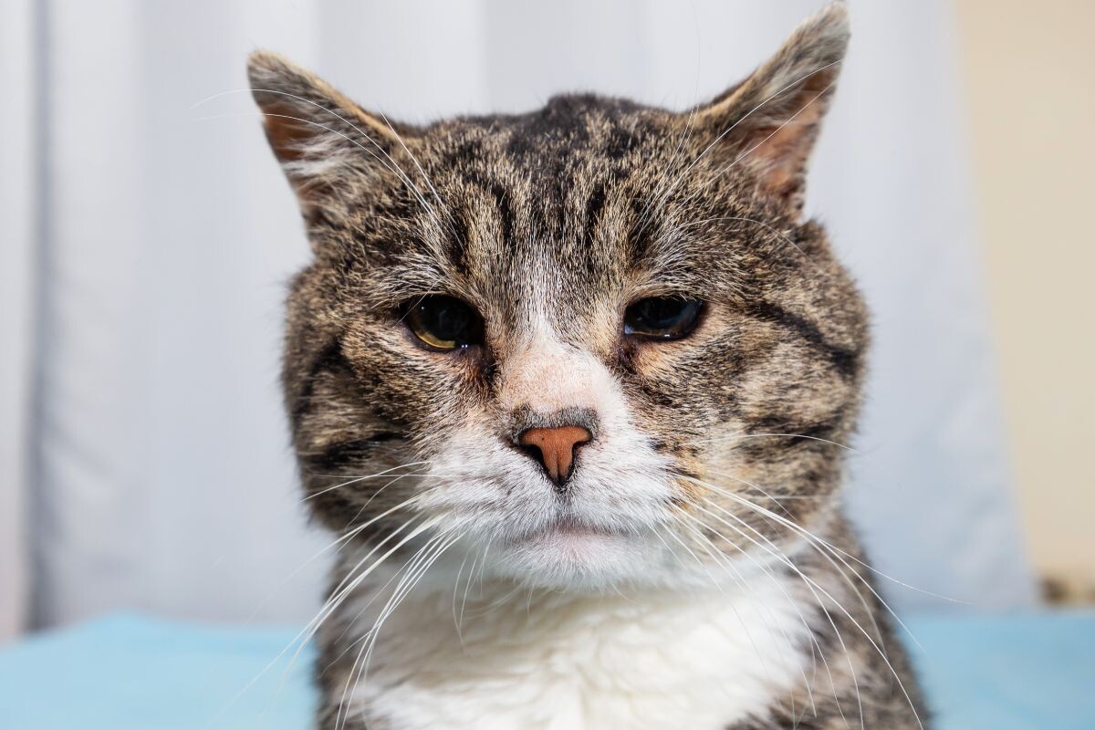 Пожилая кошка 