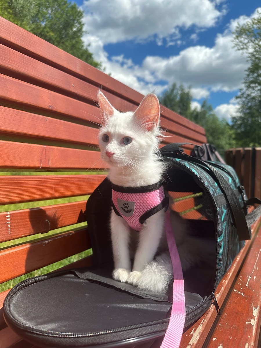 Кошечка Василиса