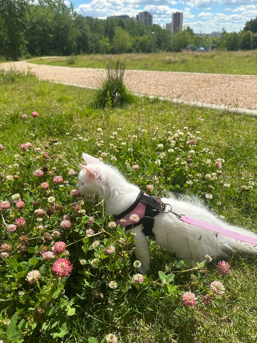 Василиса на прогулке