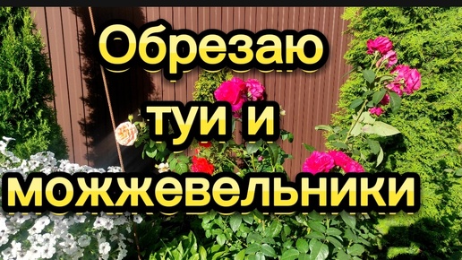 Обрезаю туи и можжевельники