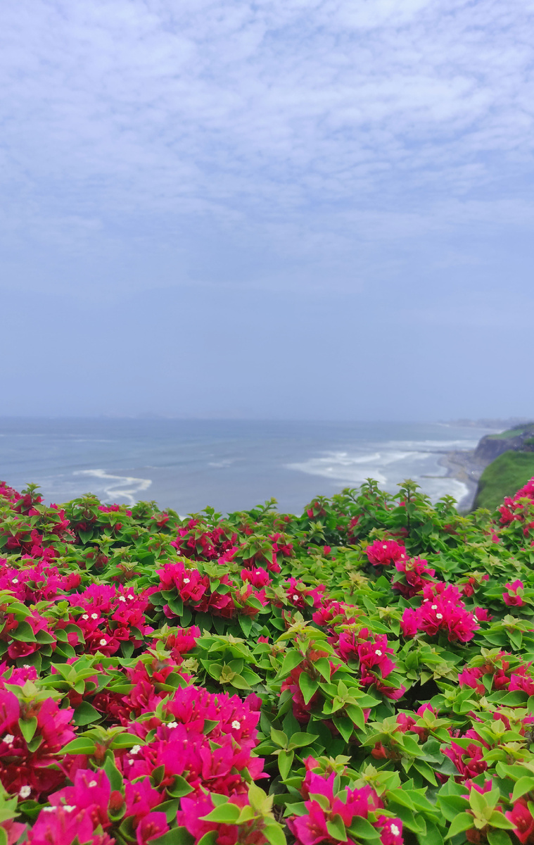 Заросли бугенвиллии на набережной Malecon в Лиме.