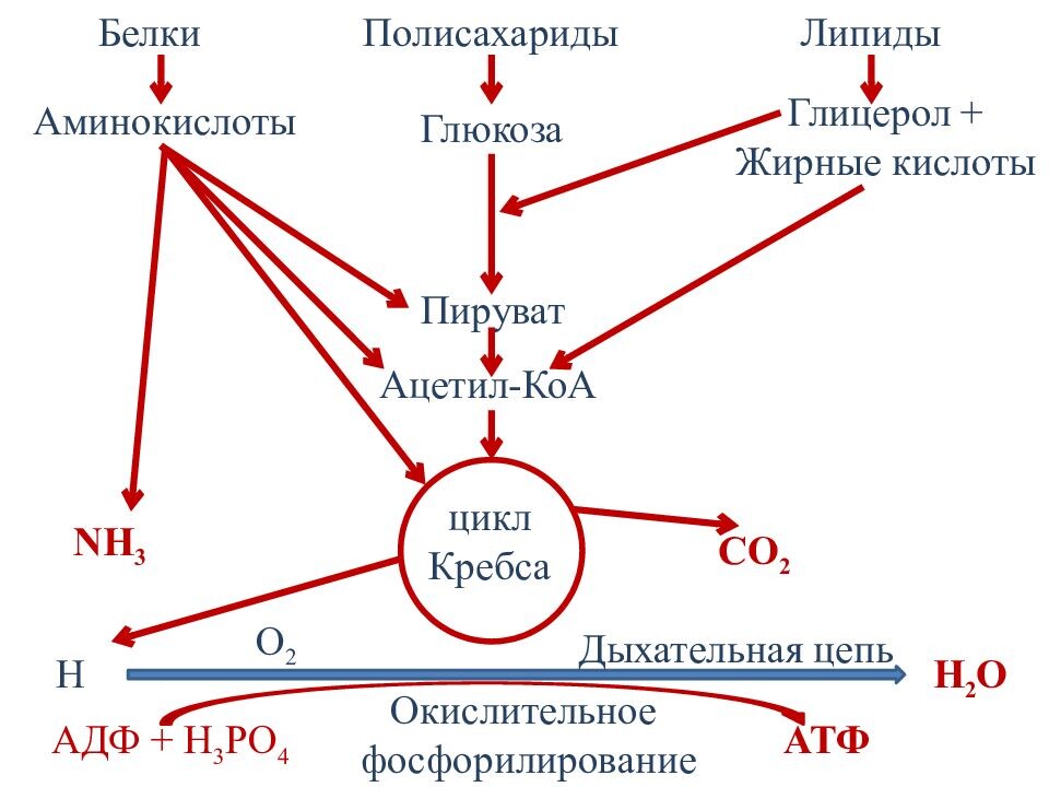 Что лучше сахар или фруктоза? 9 мифов о сладких углеводах