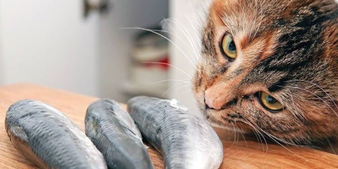 Какую рыбу можно давать кошкам: все, что нужно знать о рыбе в рационе