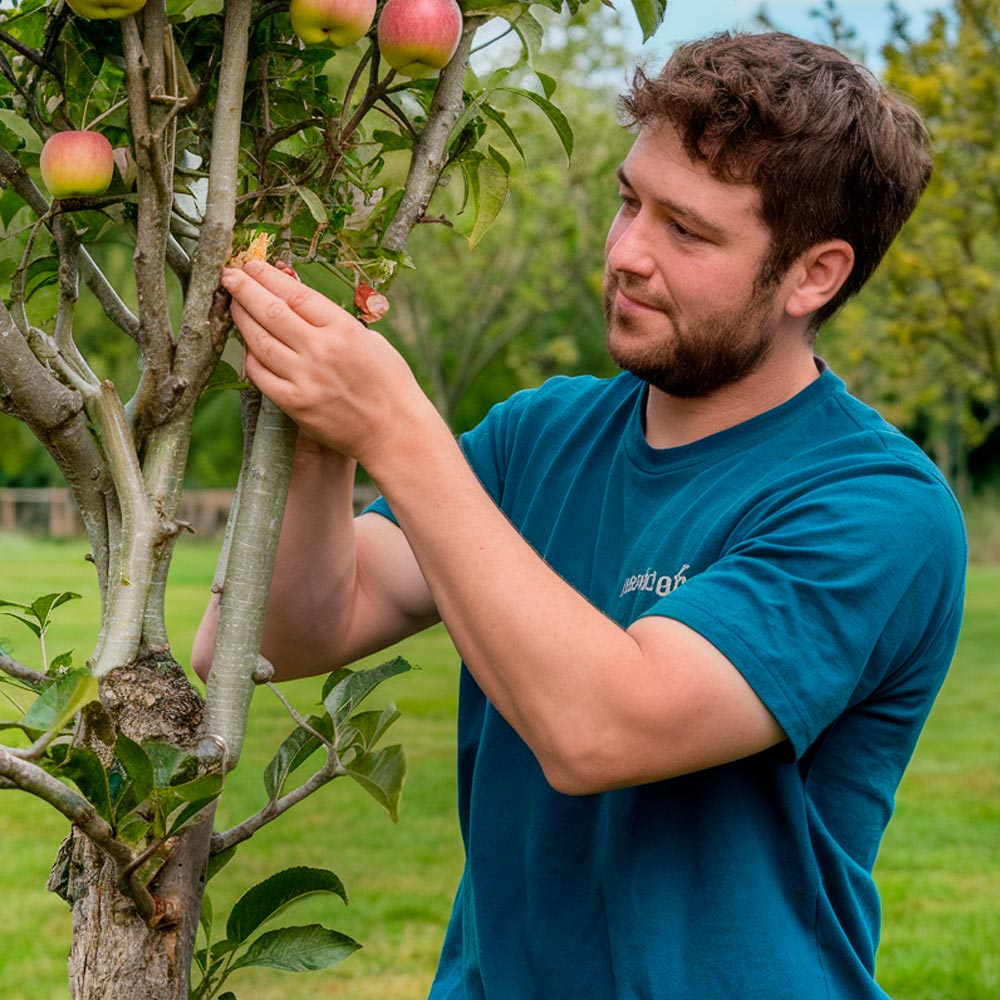 Летнее прививание яблонь – это отличный способ улучшить урожайность и повысить устойчивость деревьев к болезням и вредителям. Эта процедура позволяет объединить лучшие качества различных сортов.