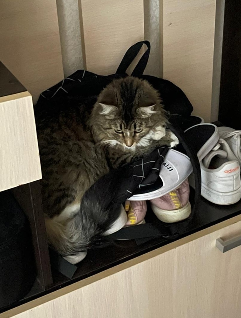 Как всякая женщина Анфиса любит туфли