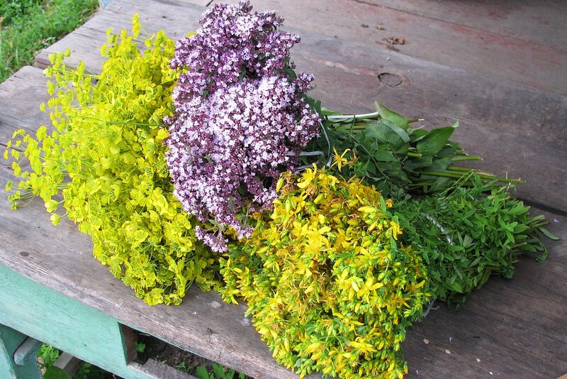 Зверобой и матрешка очень полезны будут зимой 