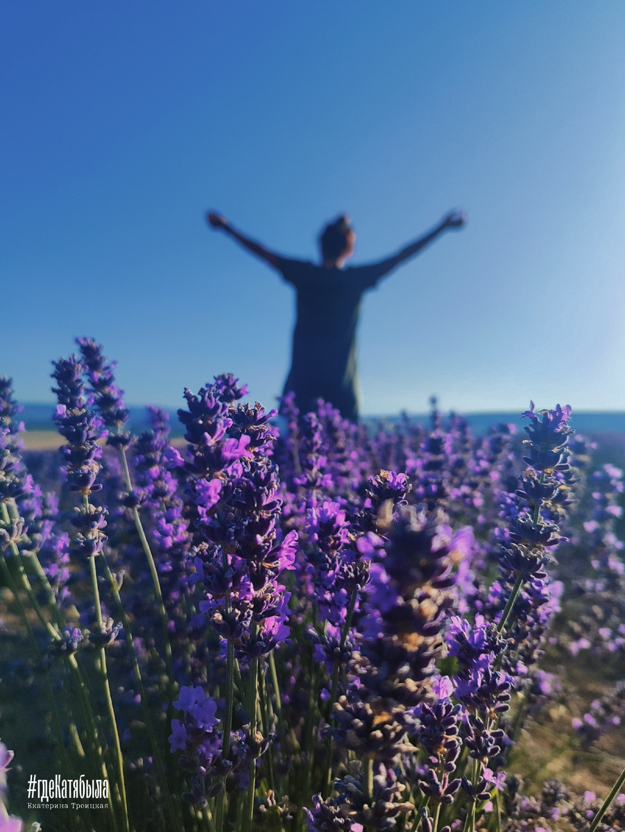 Лаванда в Тургеневке