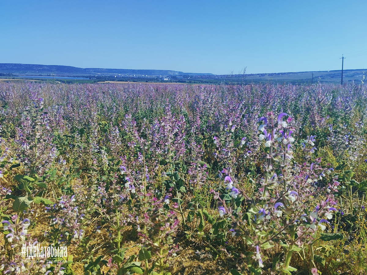 Поля шалфея в Тургеневке
