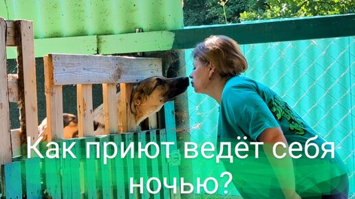 Как приют ведёт себя ночью?