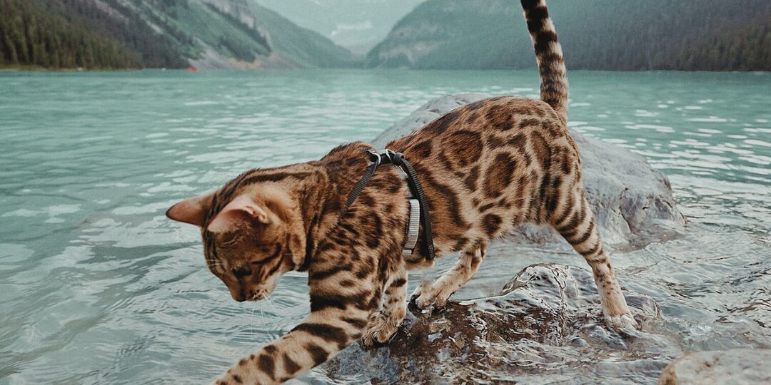5 пород кошек, которые разрушают стереотипы о кошачьей нелюбви к воде