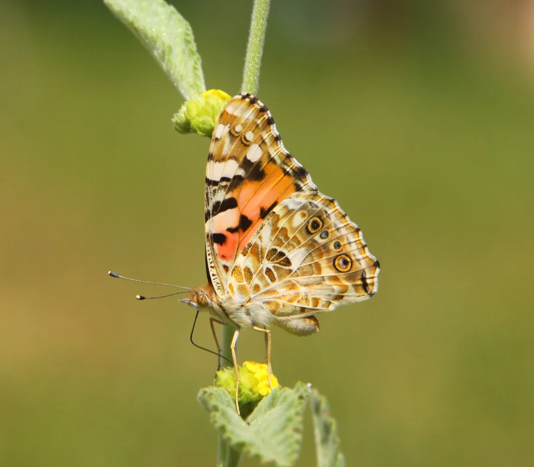 Vanessa cardui 