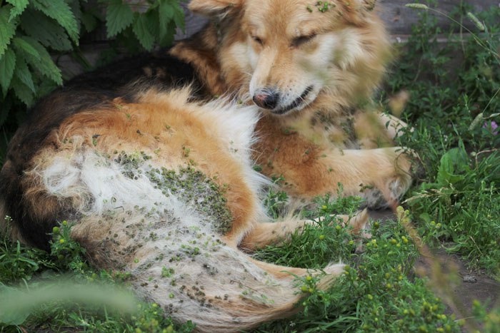 Бедная Юся отдирает репешки после очередной прогулки в лес