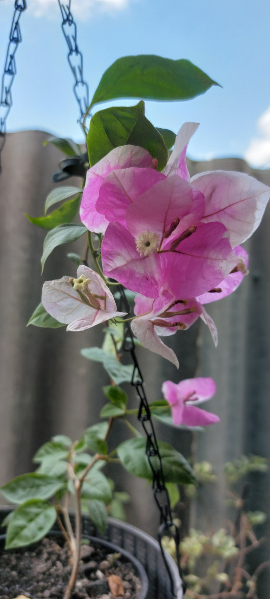 Бугенвиллия "Ice cream "