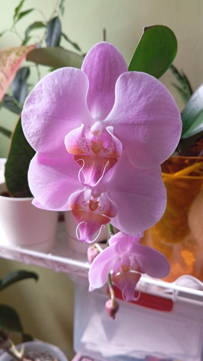 Орхидея "Babylon Pretty "
