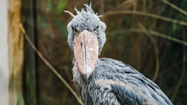 Фото: Shutterstock 