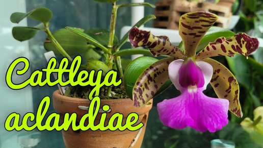 Cattleya aclandiae. Моя коллекция.