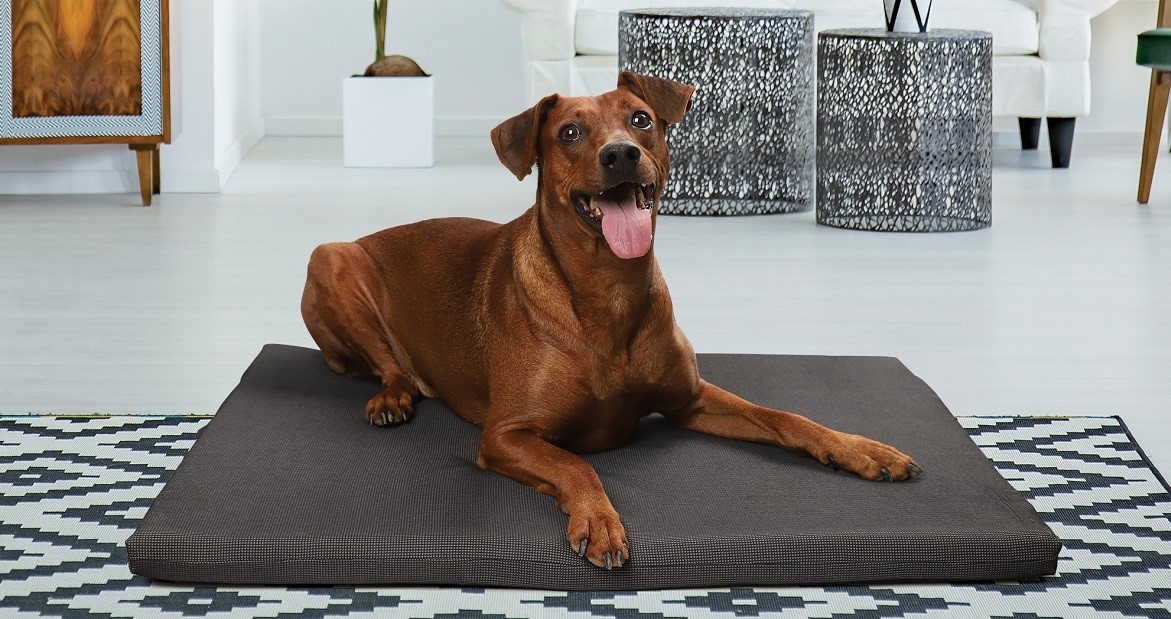 На фото – мягкий поролоновый лежак «Ладья» от бренда Gamma. Модель представлена в нескольких размерах: 980*700*40мм и 890*650*40мм и оснащена боковой молнией – можно легко снять чехол для последующей стирки (арт. 31922024)