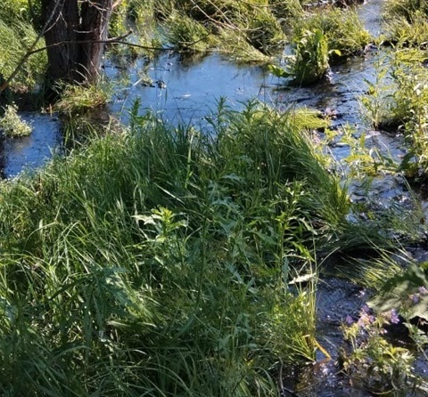     В Ивановской области сливают тонны мазута