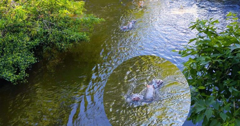 Сегодня утром река Яуза в районе Ростокино внезапно превратилась в Лимпопо. Местная жительница была не на шутку напугана, заметив трех плывущих по течению бегемотов.
