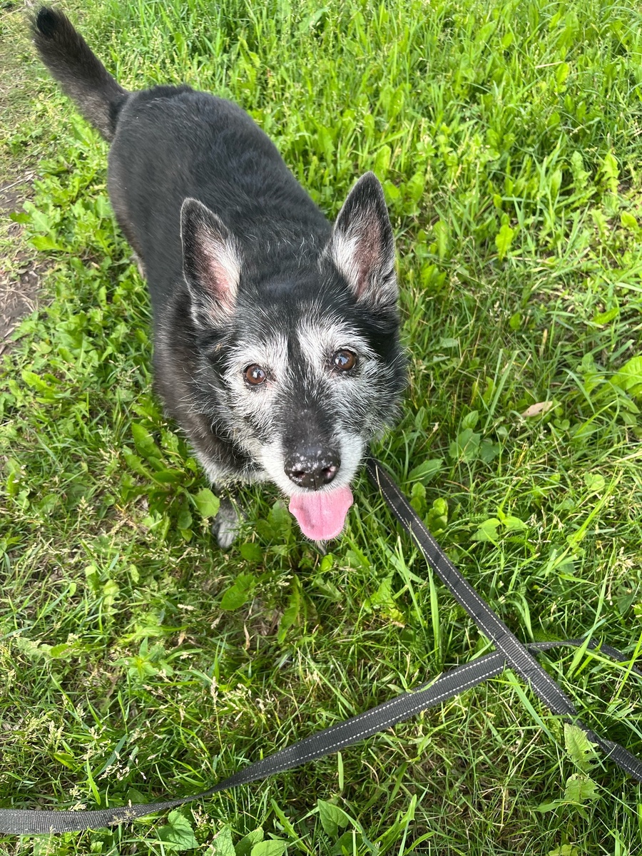 У меня есть собака, но мне и в голову не придёт идти с ней в магазин.