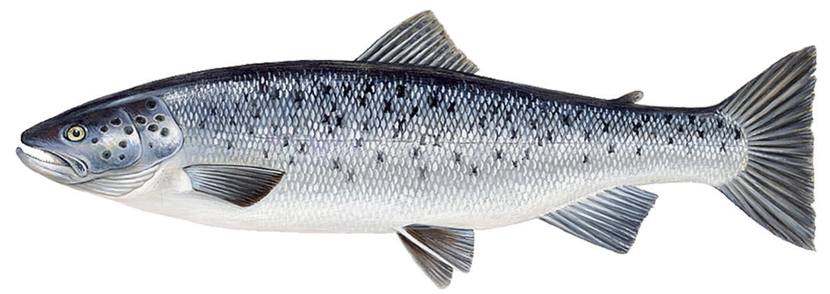 Salmo labrax