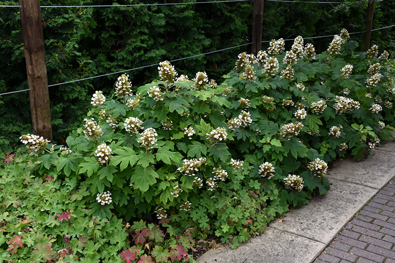 Фото с сайта https://plants.lurveys.com/12120003/Plant/7134/Sikes_Dwarf_Hydrangea/