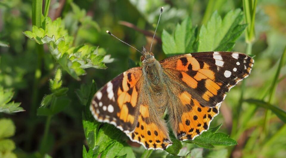   Greg Peterson / Flickr / CC BY-NC-SA 2.0