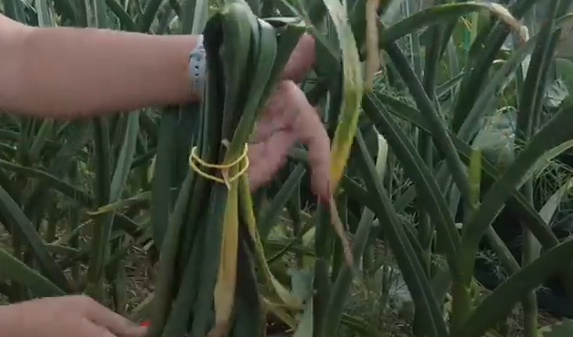 укрупнение головки чеснок после удаления стрелки