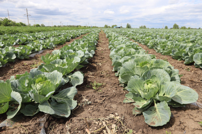    Аграрии Оренбургской области приступили к сбору овощей открытого грунта Кристина Просвиркина