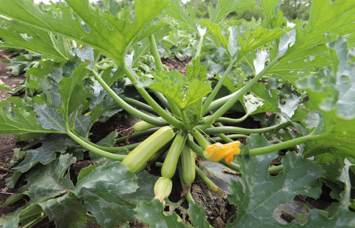    Аграрии Оренбургской области приступили к сбору овощей открытого грунта Кристина Просвиркина