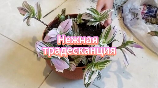 Традесканция (пересадка, черенкование)