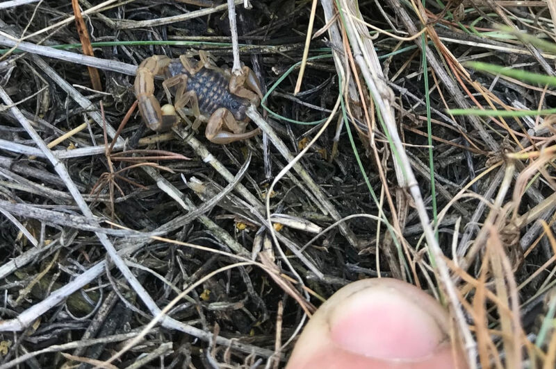    Скорпионы всячески пытаются избежать лишнего внимания к ним (фото: кафедра экологии и природопользования Волгоградского государственного университета.)