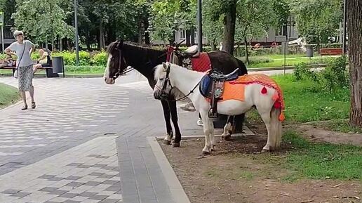 Интересные лошади пришли в скверик