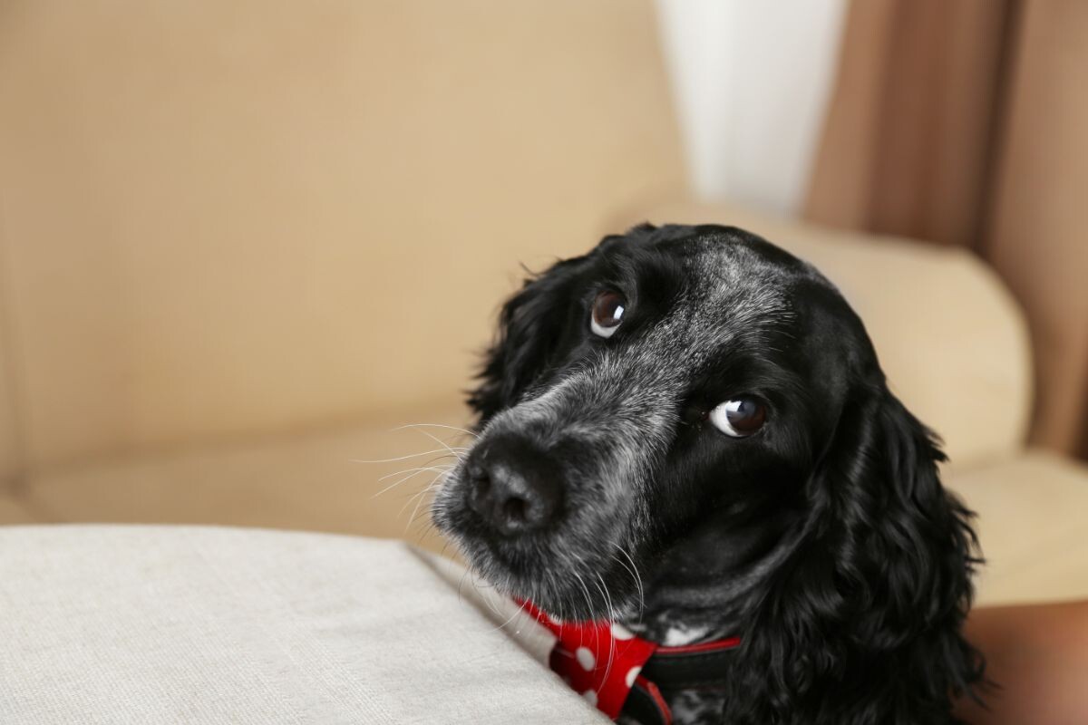 Собака выпрашивает еду 